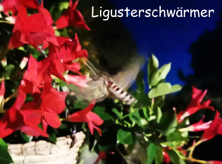 Ligusterschwrmer_20241005_195907